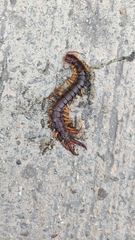 Scolopendra multidens