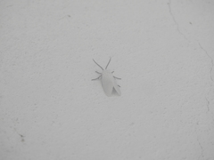 Pygarctia roseicapitis