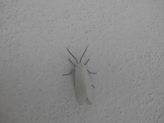 Pygarctia roseicapitis