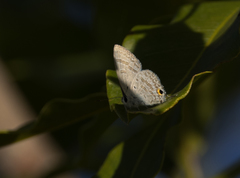 Catochrysops panormus