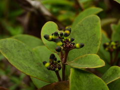 Passovia pycnostachya