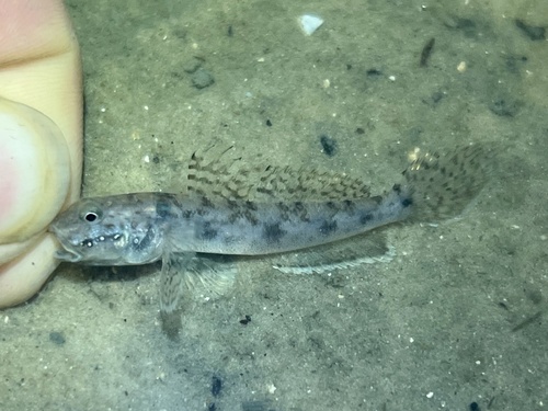 Emerald goby (Ctenogobius smaragdus) — Gobiidae — 3