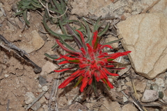 Castilleja scabrida scabrida