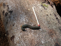 Austroperipatus eridelos
