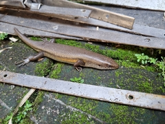 Eutropis multifasciata