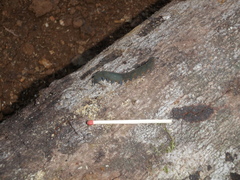 Austroperipatus eridelos