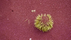 Lytechinus semituberculatus