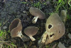 Helvella solitaria