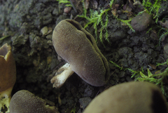 Helvella solitaria