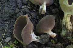 Helvella solitaria