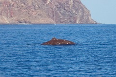 Ziphius cavirostris