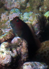 Cirripectes vanderbilti