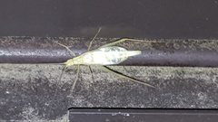 Oecanthus argentinus