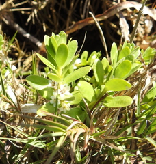 Lysimachia maritima