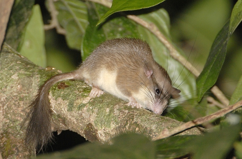 Malabar Spiny Dormouse