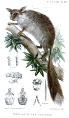 Malabar Spiny Dormouse photo 4