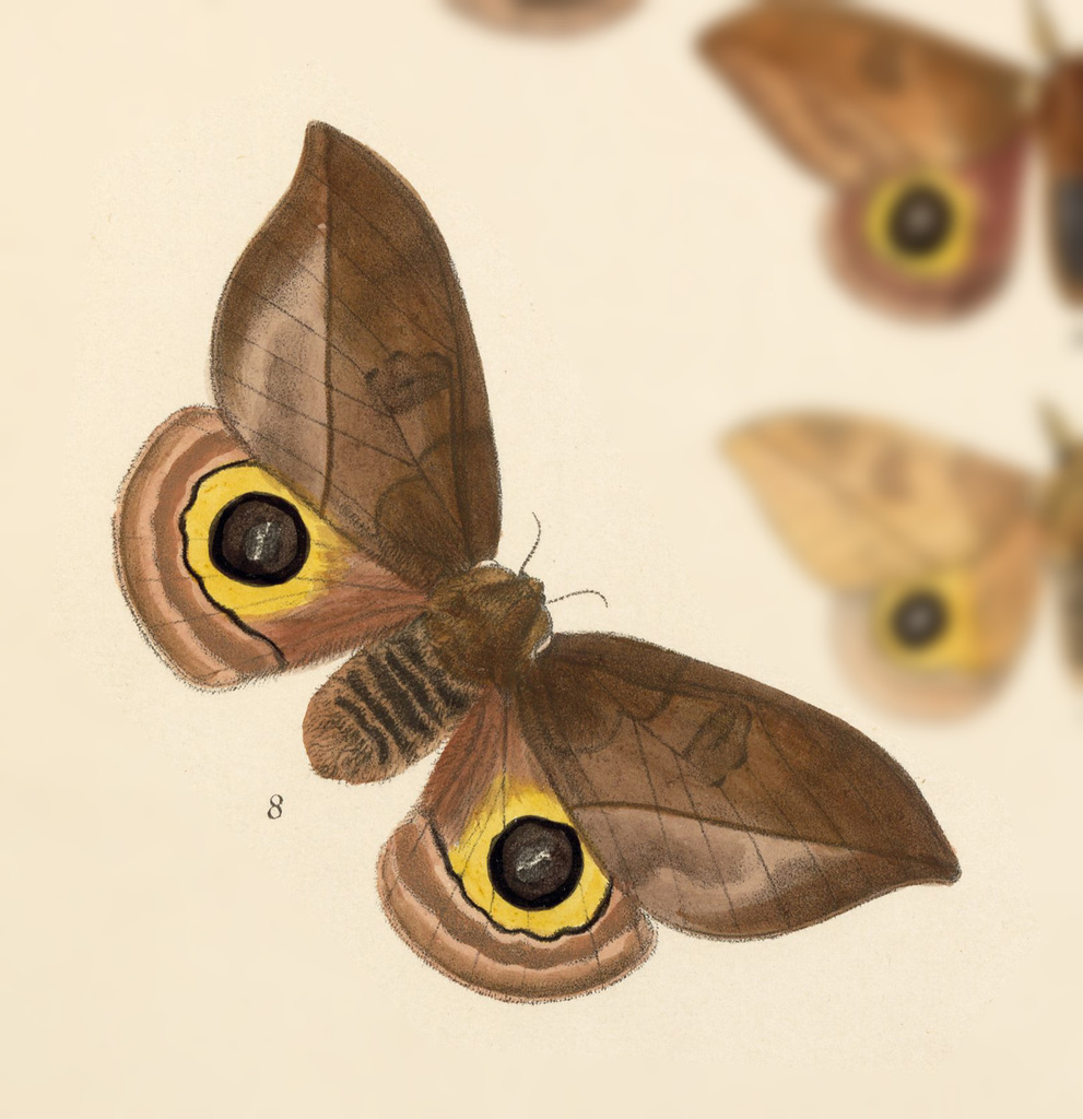 Automeris zozine