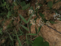 Alloispermum