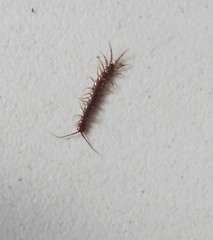 Lithobius peregrinus