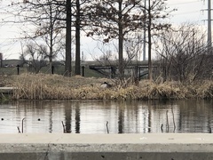 Branta canadensis
