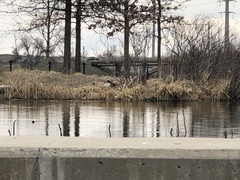Branta canadensis