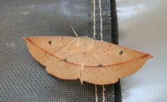 Phallaria ophiusaria