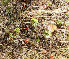 Sidalcea calycosa rhizomata
