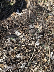 Floerkea proserpinacoides