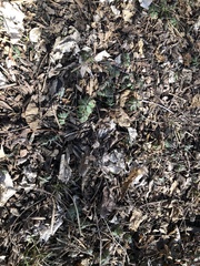 Floerkea proserpinacoides