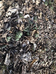 Floerkea proserpinacoides