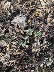 Floerkea proserpinacoides