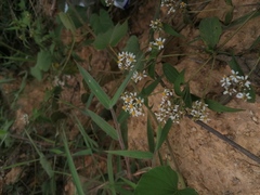 Alloispermum