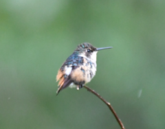 Chaetocercus heliodor