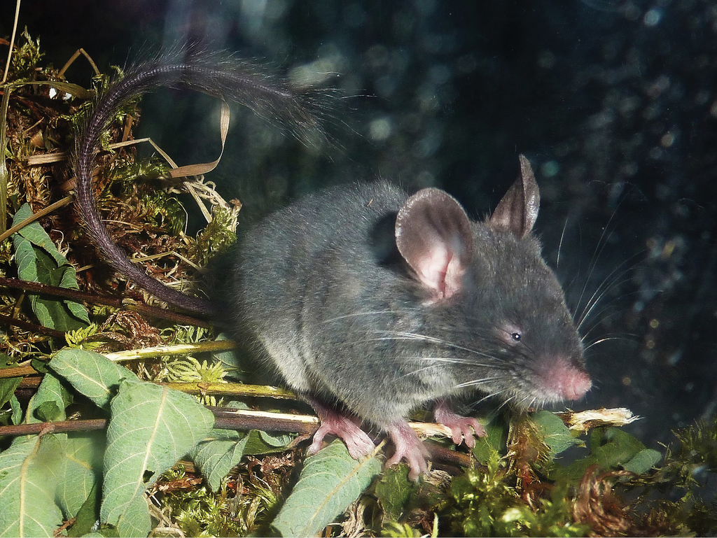 Soft-Furred Tree Mouse