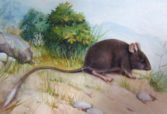 Soft-Furred Tree Mouse photo 2