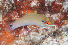 Halichoeres melasmapomus