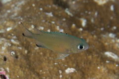 Azurina lepidolepis