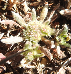 Chorizanthe cuspidata