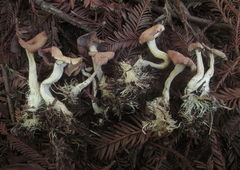 Rhizocybe