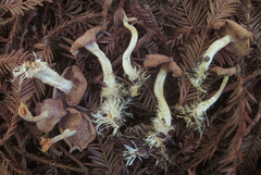 Rhizocybe
