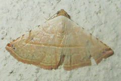 Eublemma gayneri