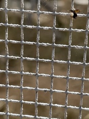 Algarobius prosopis