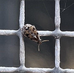 Algarobius prosopis