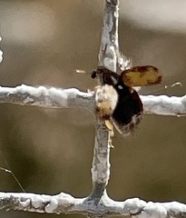 Algarobius prosopis