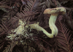 Rhizocybe