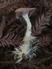 Rhizocybe