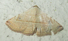 Eublemma gayneri
