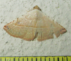 Eublemma gayneri
