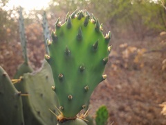 Opuntia