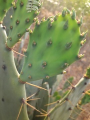 Opuntia
